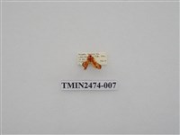 藏品(聯美苔蛾)的圖片